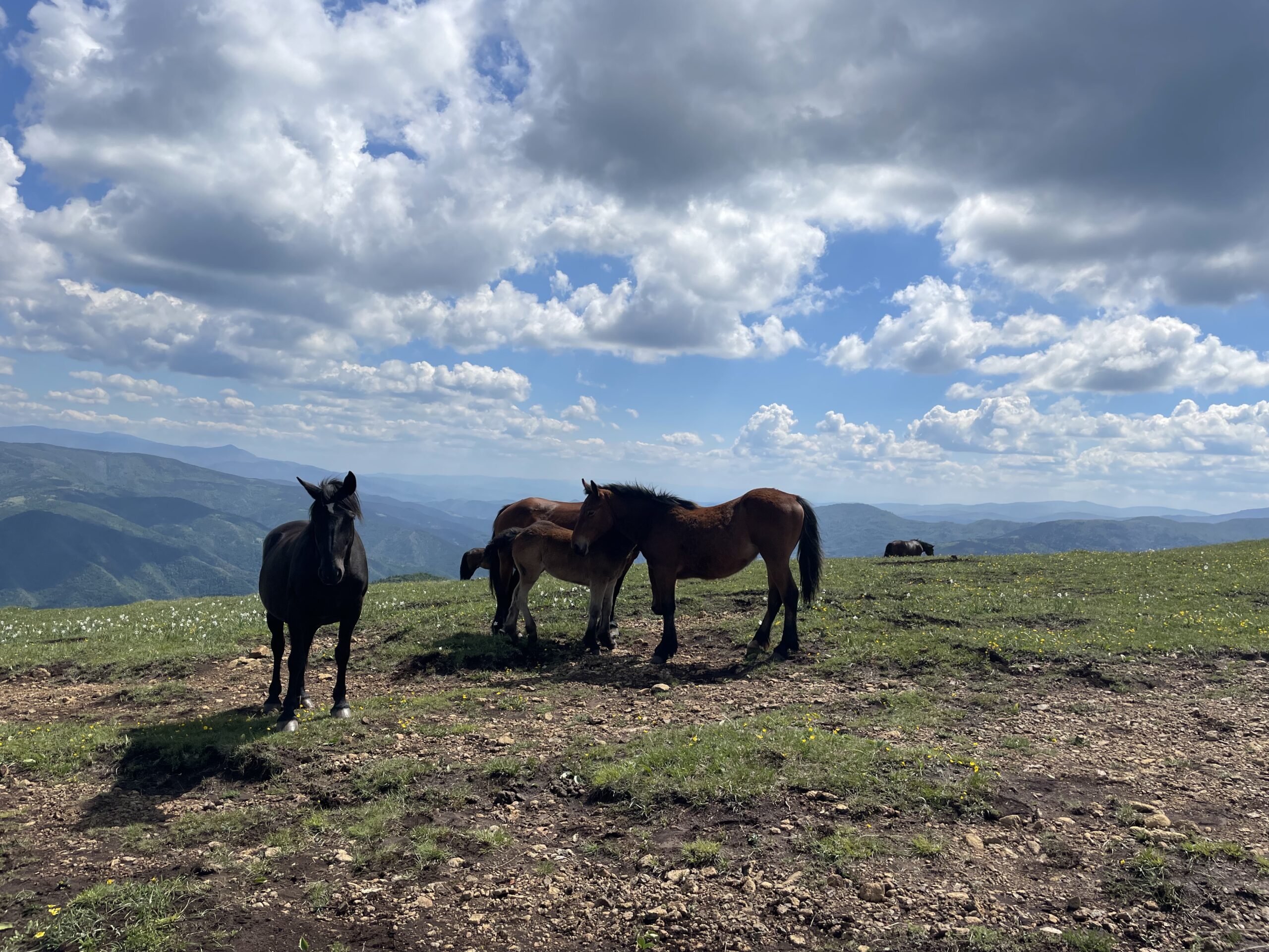 Stolovi: Od Magliča do divljih konja